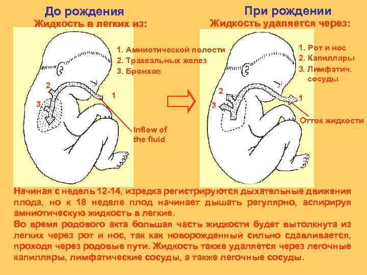 До рождения Жидкость в легких из: При рождении Жидкость удаляется через: 1. Амниотической полости