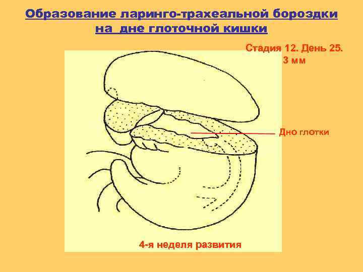 Образование ларинго-трахеальной бороздки на дне глоточной кишки Стадия 12. День 25. 3 мм Дно