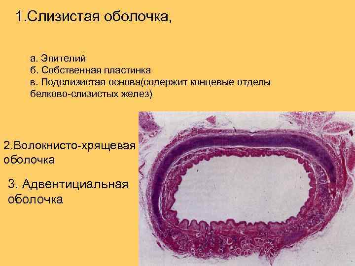 1. Слизистая оболочка, а. Эпителий б. Собственная пластинка в. Подслизистая основа(содержит концевые отделы белково-слизистых