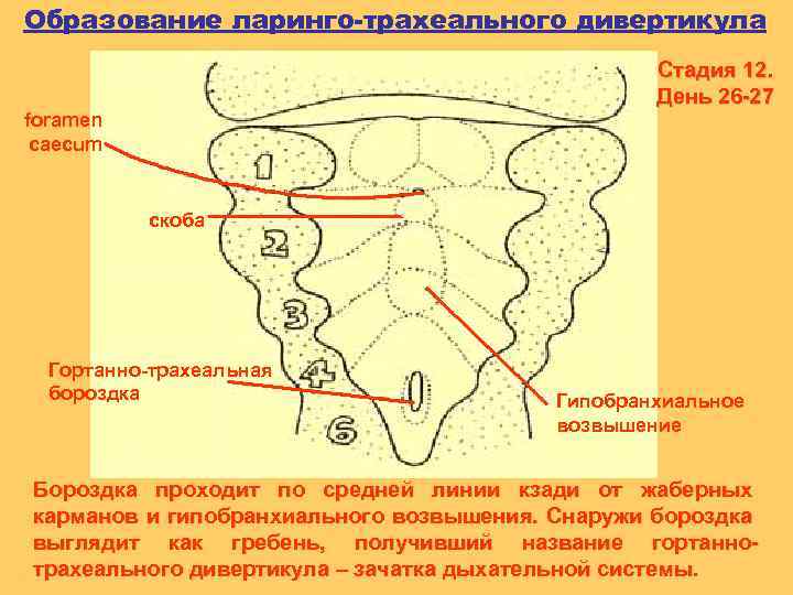 Образование ларинго-трахеального дивертикула Стадия 12. День 26 -27 foramen caecum скоба Гортанно-трахеальная бороздка Гипобранхиальное