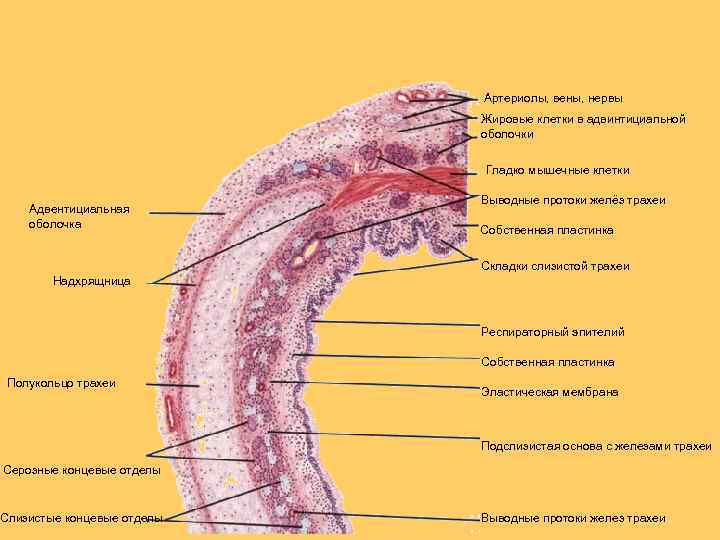 Трахея рисунок гистология