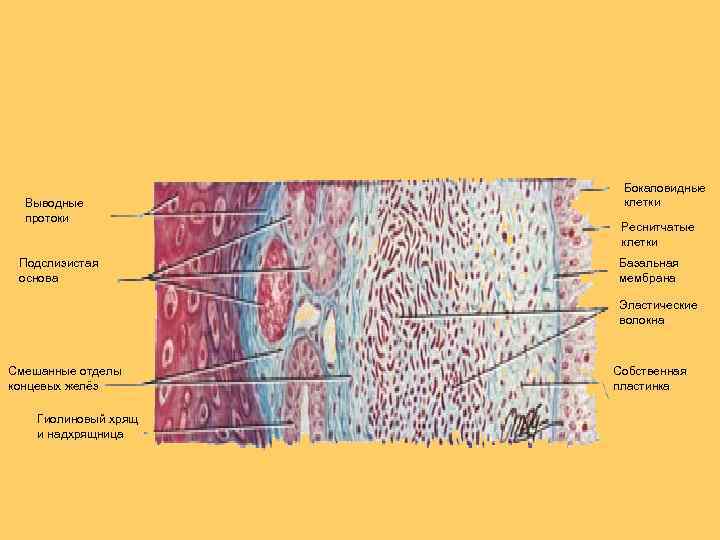 Выводные протоки Подслизистая основа Бокаловидные клетки Реснитчатые клетки Базальная мембрана Эластические волокна Смешанные отделы