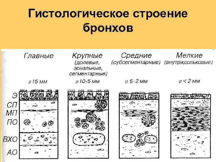 Гистологическое строение бронхов 