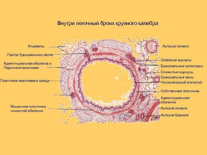 В структуре стенки бронхов малого калибра имеются оболочки