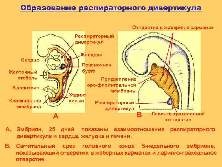 Образование респираторного дивертикула Отверстия в жаберных карманах Респираторный дивертикул Желудок Сердце Печеночная бухта Желточный