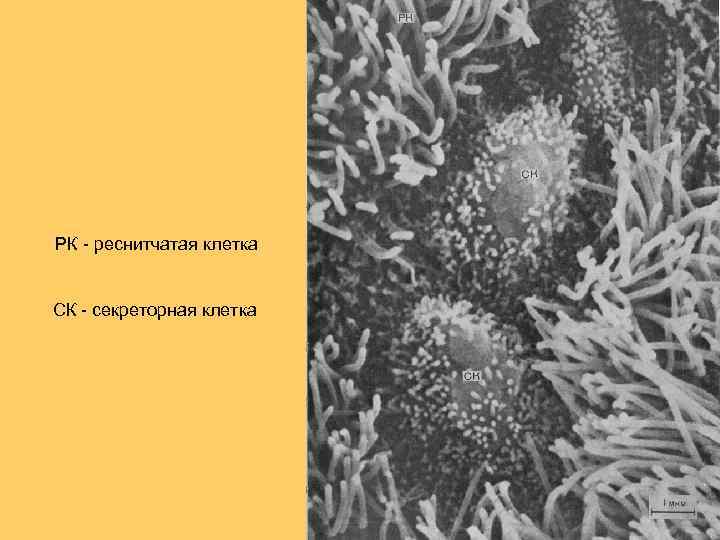 РК - реснитчатая клетка СК - секреторная клетка 