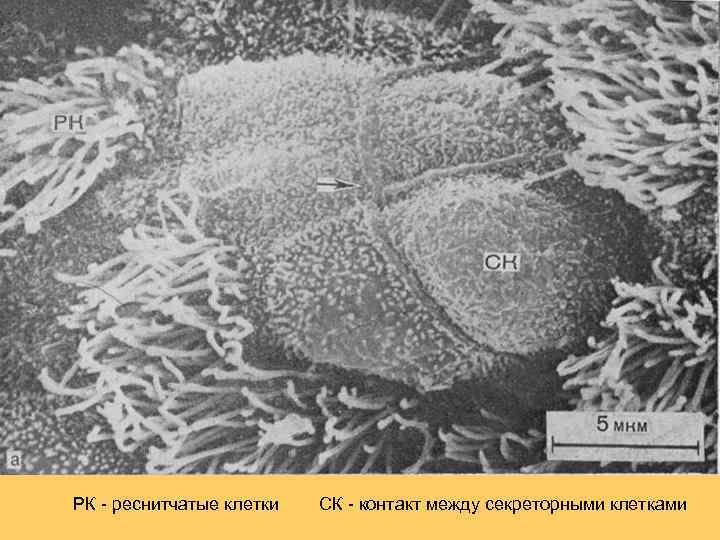 РК - реснитчатые клетки СК - контакт между секреторными клетками 