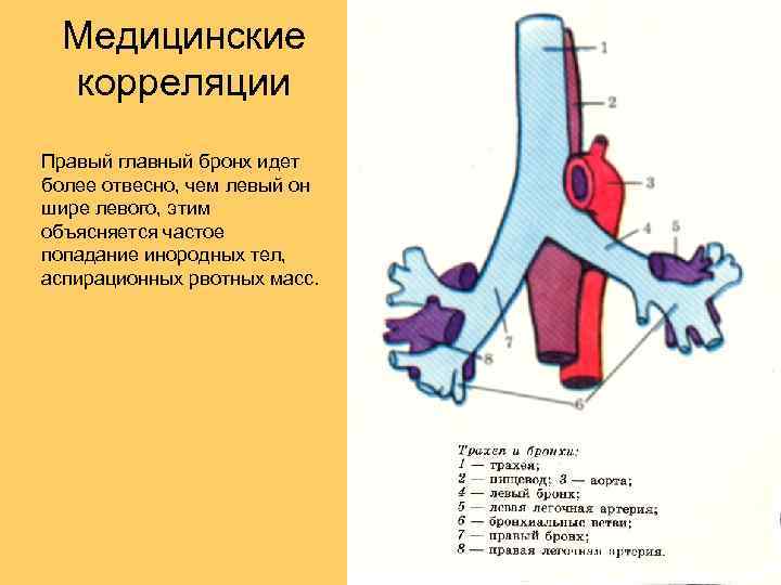 Медицинские корреляции Правый главный бронх идет более отвесно, чем левый он шире левого, этим