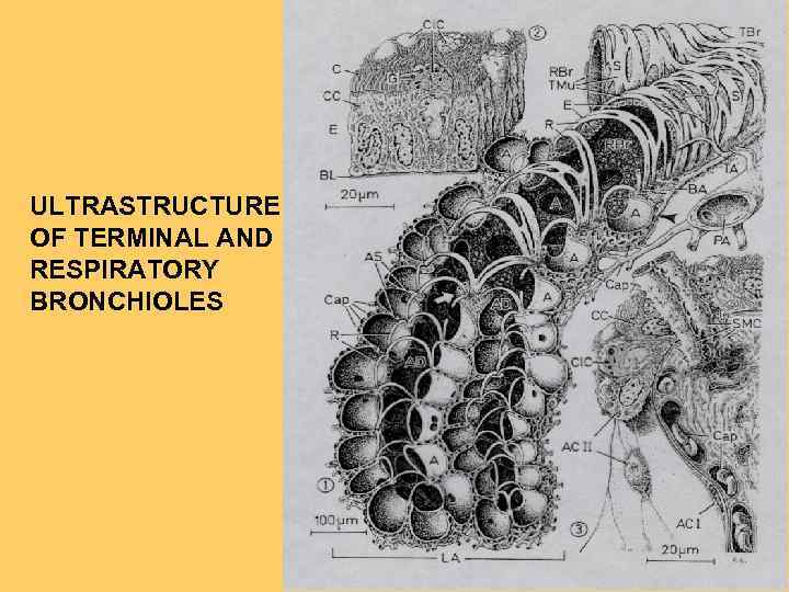 ULTRASTRUCTURE OF TERMINAL AND RESPIRATORY BRONCHIOLES 