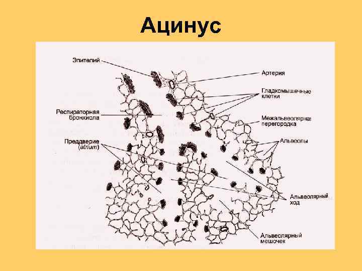 Изучите структурную единицу легкого ацинус сделайте к рисунку обозначения