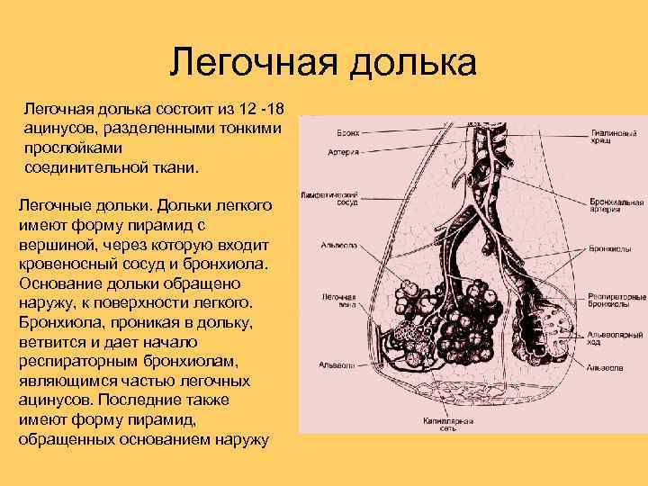 Воздухоносные пути выстланы