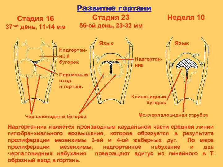 Развитие гортани Стадия 23 Стадия 16 37 -ой день, 11 -14 мм Неделя 10