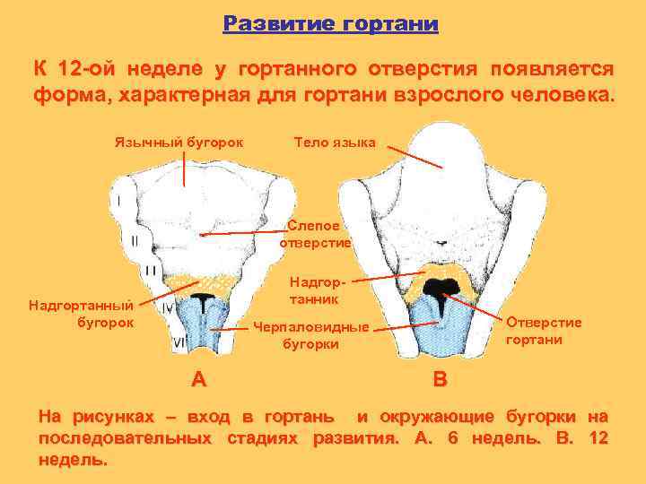 Развитие гортани К 12 -ой неделе у гортанного отверстия появляется форма, характерная для гортани