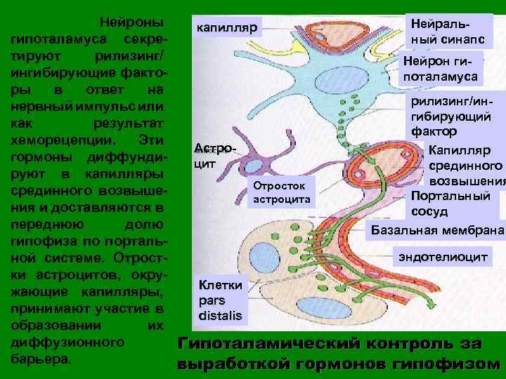 Нейроны гипоталамуса секретируют рилизинг/ ингибирующие факторы в ответ на нервный импульс или как результат