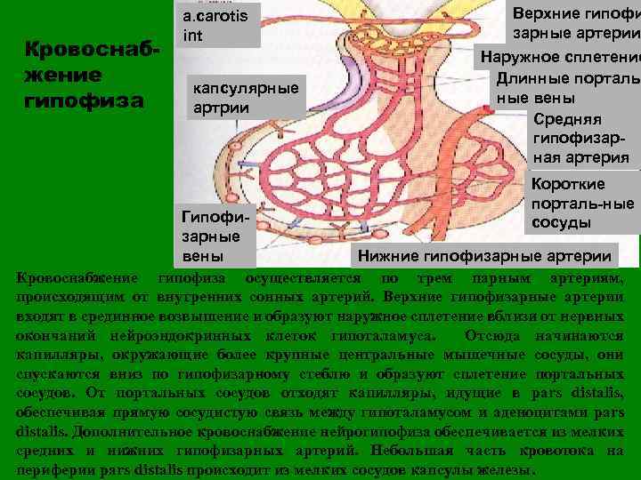 Кровоснабжение гипофиза a. carotis int капсулярные артрии Верхние гипофи зарные артерии Наружное сплетение Длинные