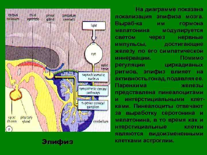 Эпифиз На диаграмме показана локализация эпифиза мозга. Выраб-ка им гормона мелатонина модулируется светом через