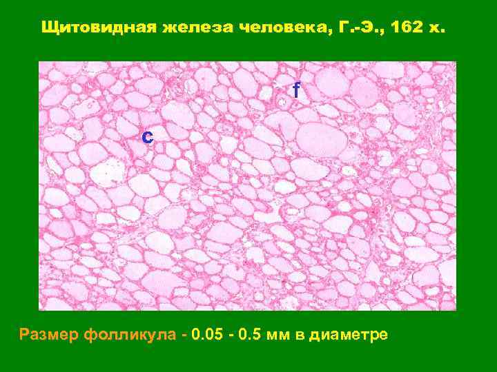 Щитовидная железа человека, Г. -Э. , 162 x. f c Размер фолликула - 0.