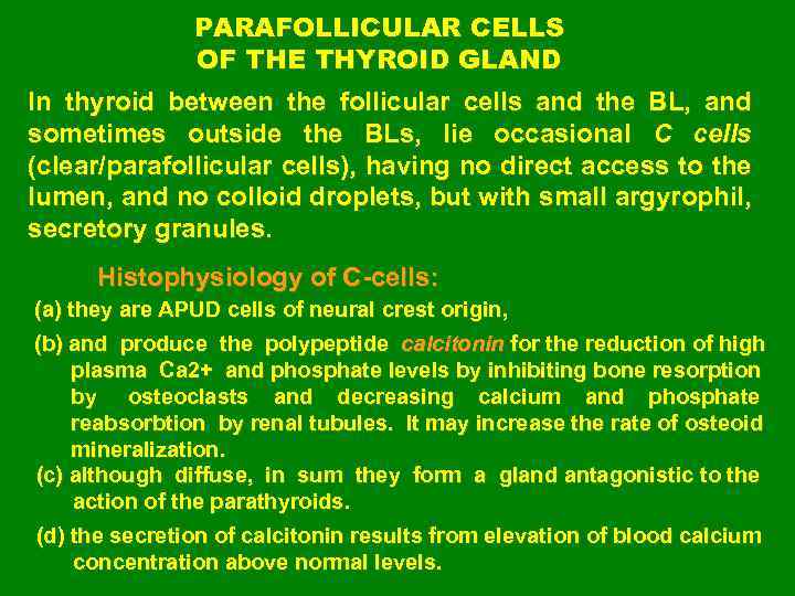 PARAFOLLICULAR CELLS OF THE THYROID GLAND In thyroid between the follicular cells and the