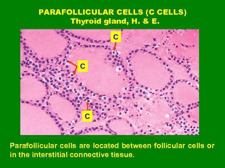 PARAFOLLICULAR CELLS (C CELLS) Thyroid gland, H. & E. C C C Parafollicular cells