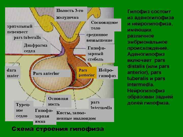 Супраселлярная цистерна пролабирует в полость