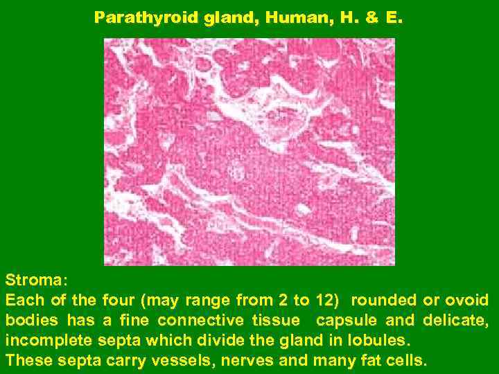 Parathyroid gland, Human, H. & E. Stroma: Each of the four (may range from