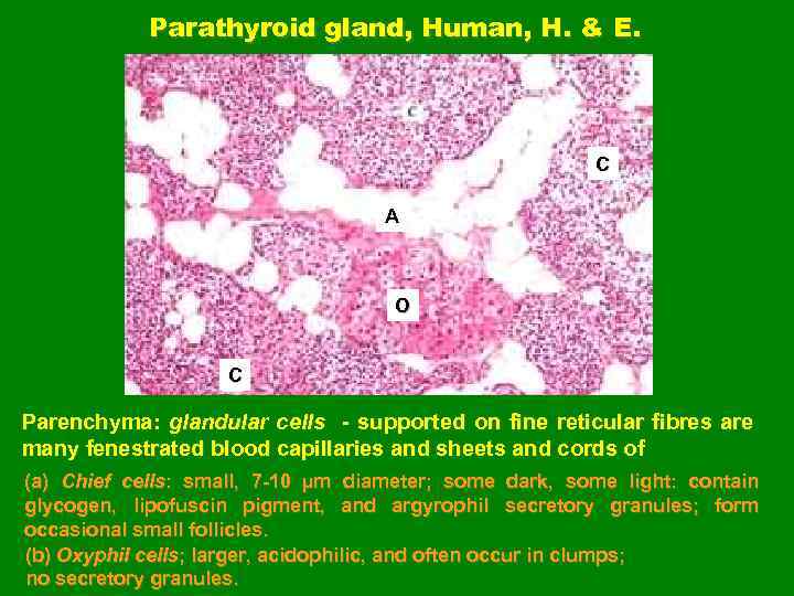 Parathyroid gland, Human, H. & E. C A O C Parenchyma: glandular cells -