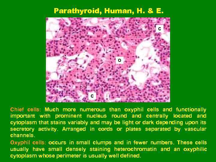 Parathyroid, Human, H. & E. C O C Chief cells: Much more numerous than