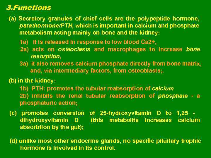 3. Functions (a) Secretory granules of chief cells are the polypeptide hormone, parathormone/PTH, which