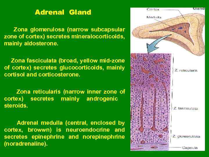 Adrenal Gland Zona glomerulosa (narrow subcapsular zone of cortex) secretes mineralocorticoids, mainly aldosterone. Zona