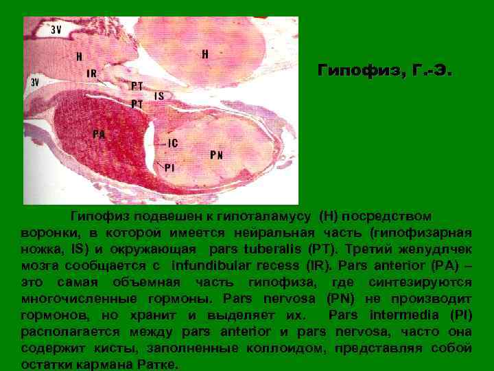 Гипофиз, Г. -Э. Гипофиз подвешен к гипоталамусу (H) посредством воронки, в которой имеется нейральная