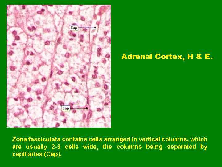 Adrenal Cortex, H & E. Zona fasciculata contains cells arranged in vertical columns, which