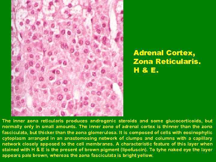 Adrenal Cortex, Zona Reticularis. H & E. The inner zona reticularis produces androgenic steroids