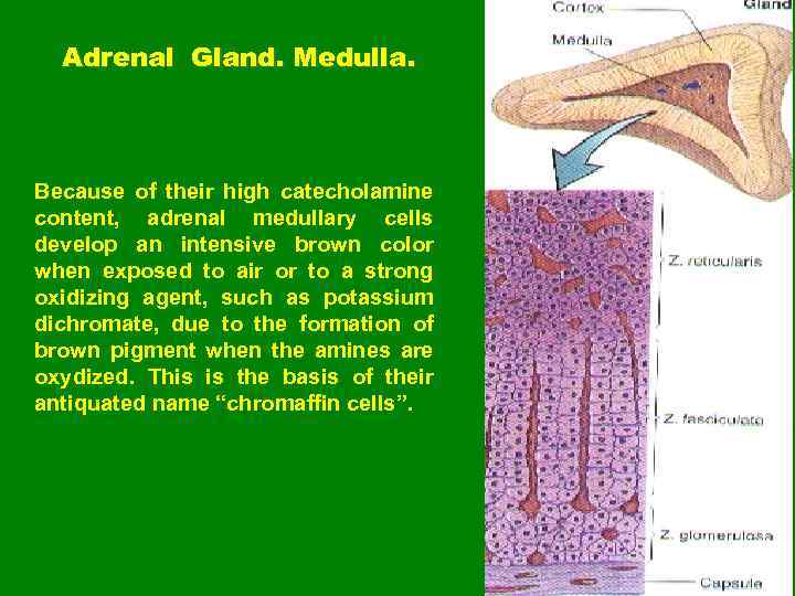 Adrenal Gland. Medulla. Because of their high catecholamine content, adrenal medullary cells develop an