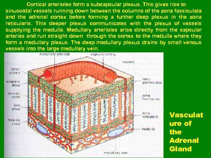 Cortical arterioles form a subcapsular plexus. This gives rise to sinusoidal vessels running down