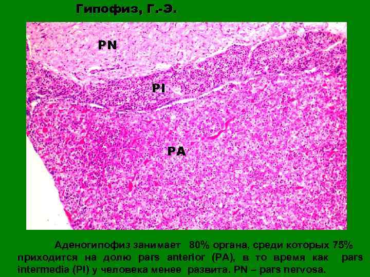 Гипофиз, Г. -Э. PN PI PA Аденогипофиз занимает 80% органа, среди которых 75% приходится