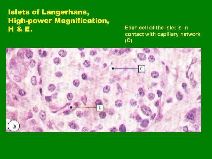 Islets of Langerhans, High-power Magnification, H & E. Each cell of the islet is