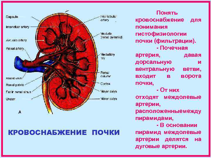 Почечная артерия. Междолевые артерии почек. Обозначьте схему кровообращения почек. Кровоснабжение мозгового вещества почки. Схема кровообращения почки человека.