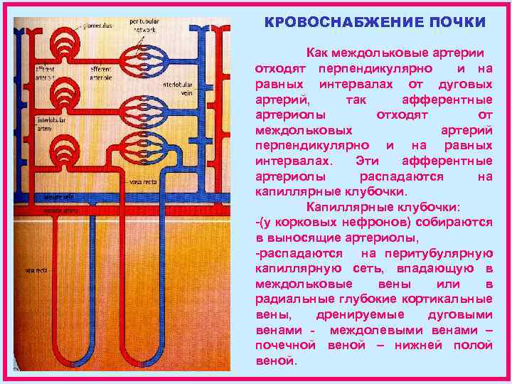 КРОВОСНАБЖЕНИЕ ПОЧКИ Как междольковые артерии отходят перпендикулярно и на равных интервалах от дуговых артерий,