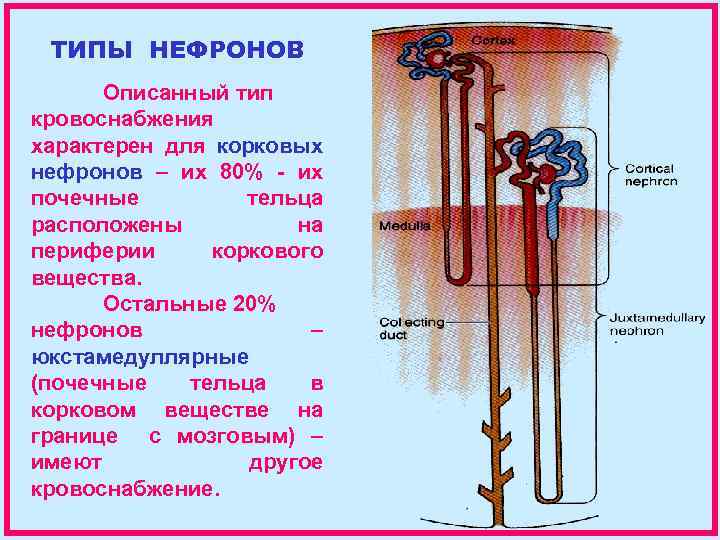 ТИПЫ НЕФРОНОВ Описанный тип кровоснабжения характерен для корковых нефронов – их 80% - их