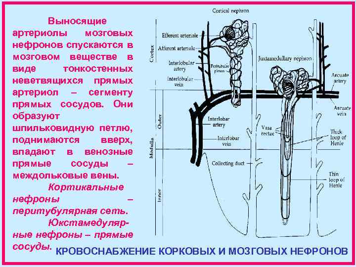 Выносящие артериолы мозговых нефронов спускаются в мозговом веществе в виде тонкостенных неветвящихся прямых артериол