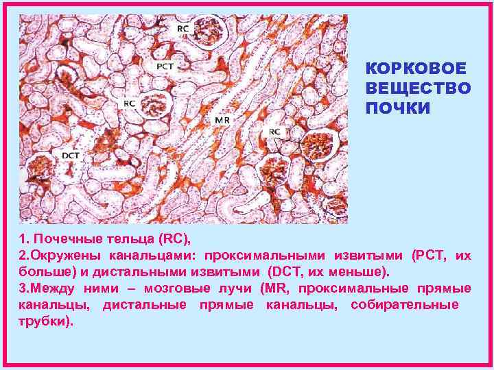 КОРКОВОЕ ВЕЩЕСТВО ПОЧКИ 1. Почечные тельца (RC), 2. Окружены канальцами: проксимальными извитыми (PCT, их