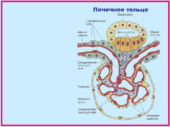 Почечное тельце состоит из