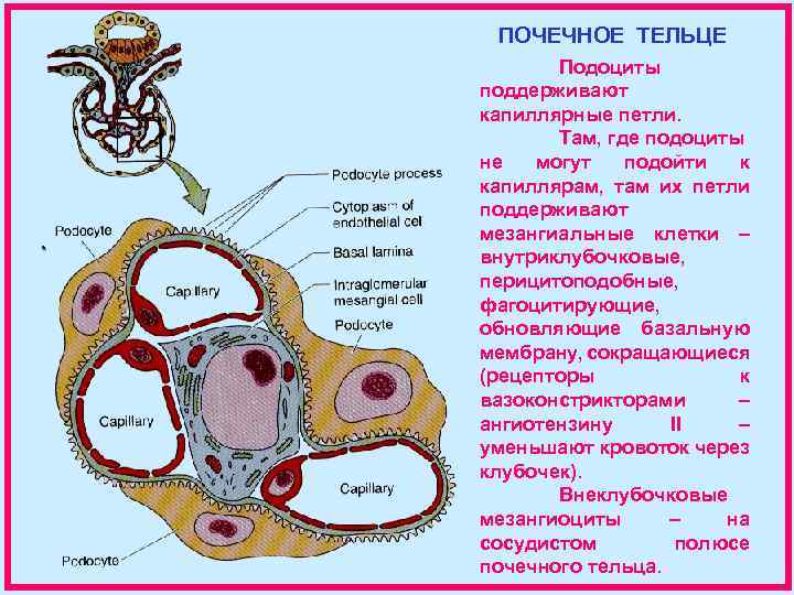 ПОЧЕЧНОЕ ТЕЛЬЦЕ Подоциты поддерживают капиллярные петли. Там, где подоциты не могут подойти к капиллярам,