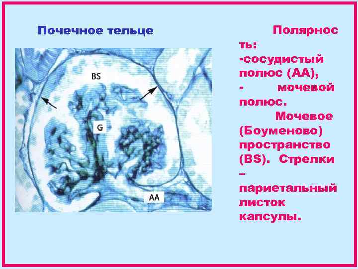 Почечное тельце Полярнос ть: -сосудистый полюс (АА), мочевой полюс. Мочевое (Боуменово) пространство (BS). Стрелки
