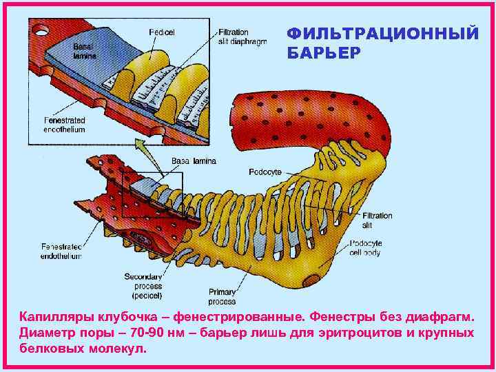 ФИЛЬТРАЦИОННЫЙ БАРЬЕР Капилляры клубочка – фенестрированные. Фенестры без диафрагм. Диаметр поры – 70 -90