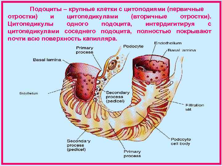 Подоциты – крупные клетки с цитоподиями (первичные отростки) и цитопедикулами (вторичные отростки). Цитопедикулы одного