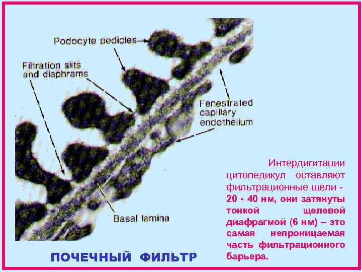 Интердигитации цитопедикул оставляют фильтрационные щели - ПОЧЕЧНЫЙ ФИЛЬТР 20 - 40 нм, они затянуты
