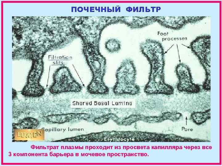 ПОЧЕЧНЫЙ ФИЛЬТР Фильтрат плазмы проходит из просвета капилляра через все 3 компонента барьера в