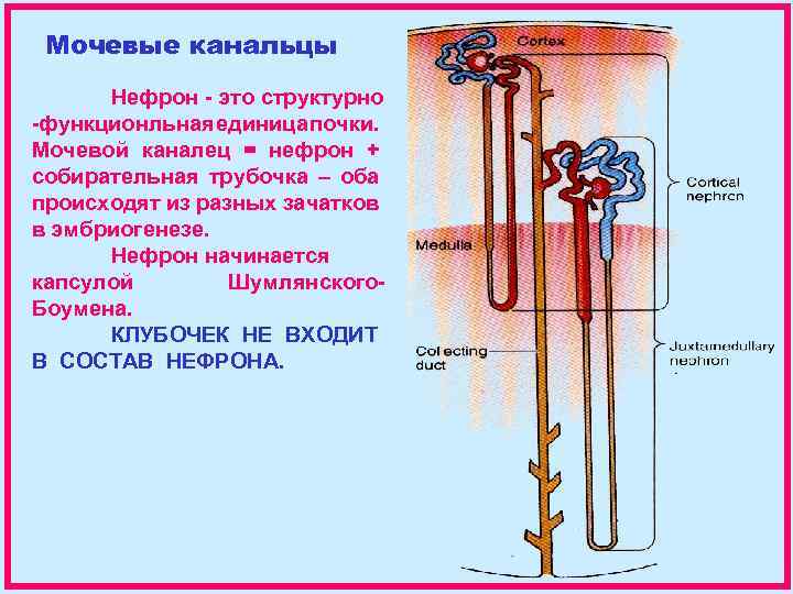 Давление в нефроне