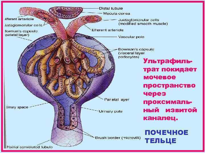 Ультрафильтрат покидает мочевое пространство через проксимальный извитой каналец. ПОЧЕЧНОЕ ТЕЛЬЦЕ 
